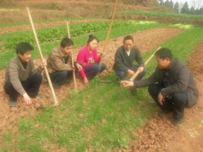 仪陇：“党员春耕服务队”助农传技术