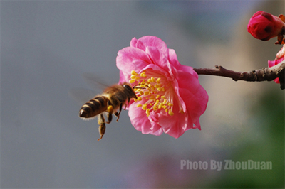 梅花飘香引蜂来（组图）