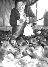 仪陇共育禽苗早春俏