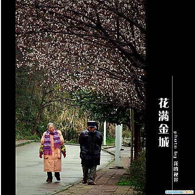 花般金城春意浓