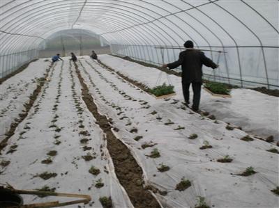 武棚乡：无公害蔬菜助农增收