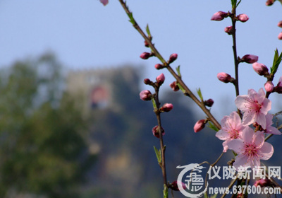 三月花开金城山