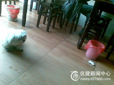 宠物养上餐馆 我的健康谁保障