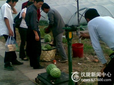 武棚乡：二百亩地麒麟西瓜熟了