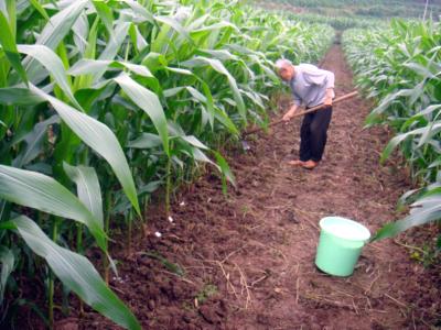 仪陇县：春玉米长势良好