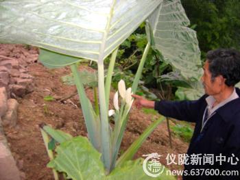 碧泉乡：芋艿开花令人称奇（图）