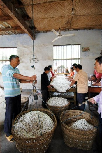 保护价收购春茧