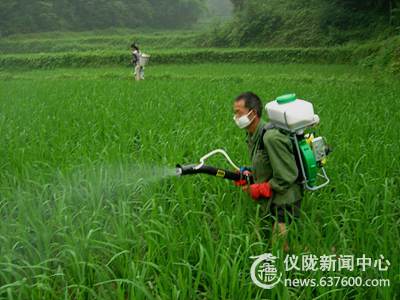仪陇县：抓好水稻病虫害防治