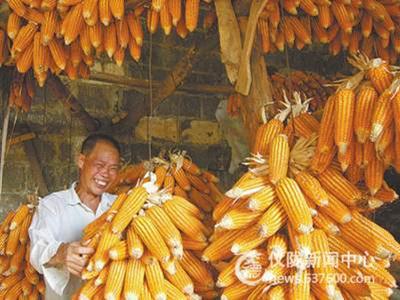 玉米丰收农民喜