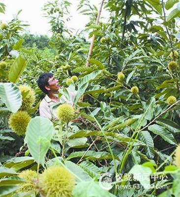 仪陇建新板栗飘香 农民富了钱袋子