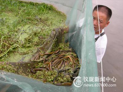 科学养鱼养猪 仪陇返乡农民工好充实