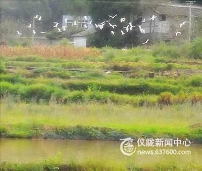 环境改善　白鹤回归新县城