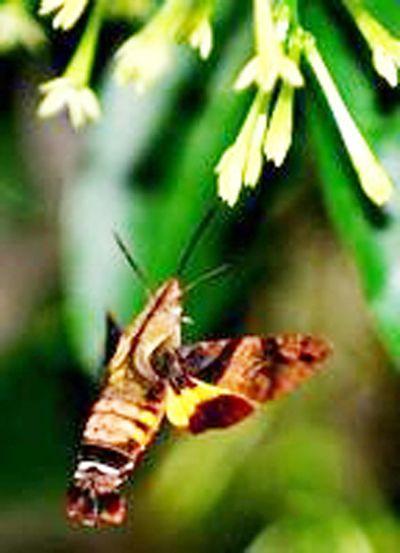 蜂鸟鹰蛾现身仪陇琳琅山景区 成为国庆观景又一亮点
