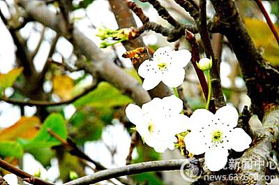 金秋十月 梨树开花玩另类