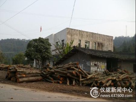 周河砍伐木材堆积如山