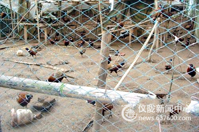 马鞍镇土垭村大学生回乡创业养野鸡