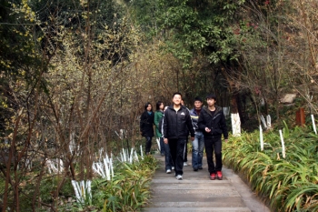 1909株腊梅开放 想起朱德离开家乡的日子