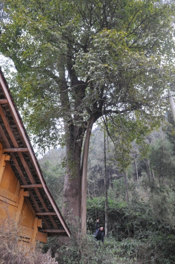 “画蛇添足”，“头顶”长出黄桷树