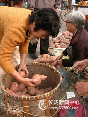 仪陇“豫薯王”红苕市场卖出好价钱
