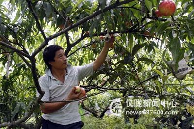 鲜桃成熟上市 果农笑开颜
