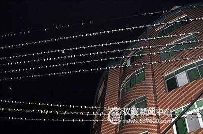 环境大改善 燕子齐聚小区