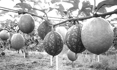 仪陇小吊瓜 致富的“黄金果”