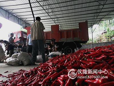 韩国海椒喜获丰收 企业农民皆大欢喜