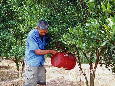 高温下为柑橘“解渴”