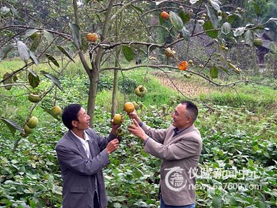 干部下田间“把脉问诊”惠农民