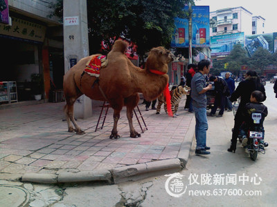 骆驼现仪陇新县城 市民好奇争相拍照