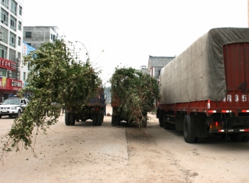 仪陇打掉8个盗运名贵树木团伙