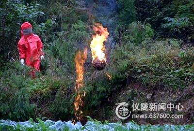 仪陇县永乐镇一七旬老太被毒蜂蛰死（图）