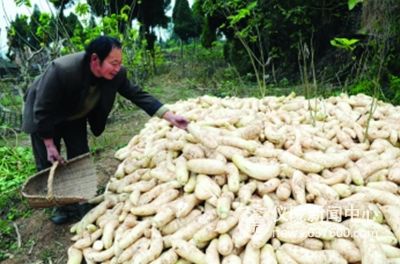 利用区位优势 打造仪陇县城蔬菜供应基地