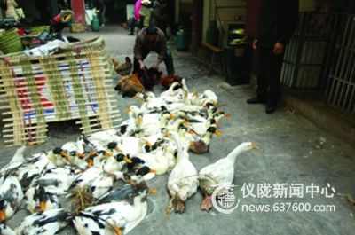 仪陇市民下乡“抢”年货