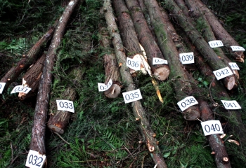 仪陇大胆“伐木者”被刑拘