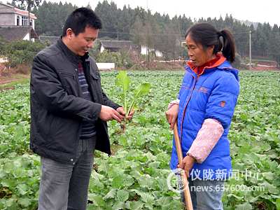 仪陇：田间地头开出农作物“防寒防冻增产药方”