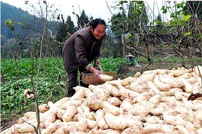 “韩国萝卜”鼓起村民“钱袋子”