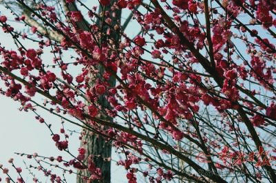 春来梅花俏枝头