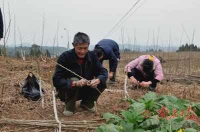 专业人员管护桑树成活率达95%
