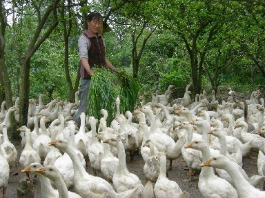 仪陇“绿草鹅”走俏市场