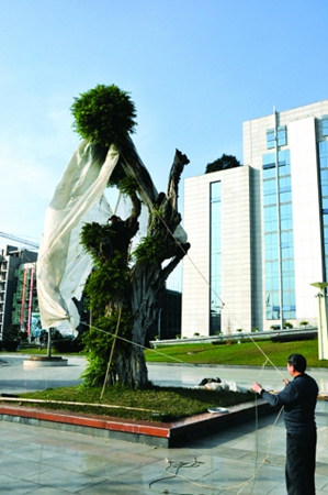 天冷了 给百岁老树穿上“防寒服”