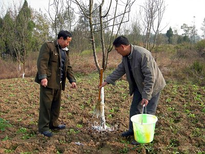 仪陇碧泉乡 “绿色药园”增收致富