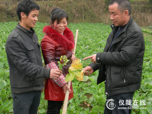 仪陇乡村干部成“技术秘书”春耕备耕田间服务忙