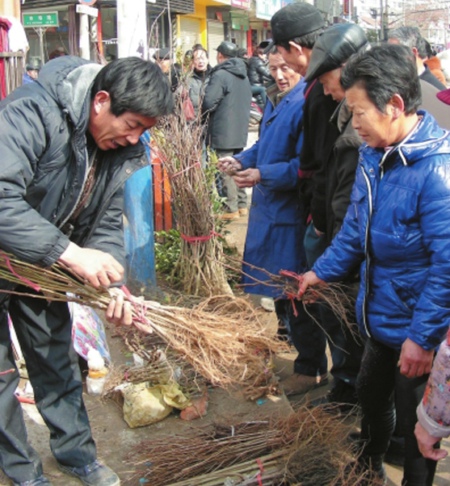 仪陇人勤春来早 苗木市场春意浓