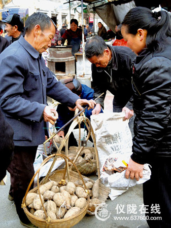 仪陇市场红苕种俏