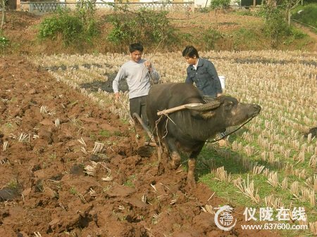 国家惠农政策好 仪陇农民冬闲田翻耕忙