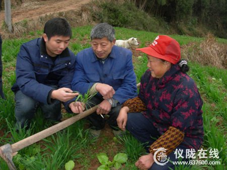 仪陇县“大学生村干部”麦田传授春管技术