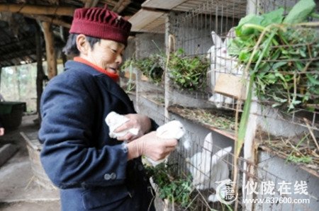 仪陇县一近70岁农妇 成养兔能手