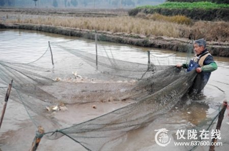 仪陇观紫患难夫妻共织富“鱼”网