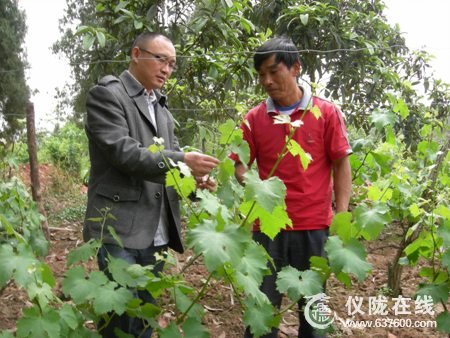 葡萄坐果期 仪陇碧泉乡村干部指导抹芽定枝忙